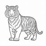 Coloriage Tigre Imprimable Gratuit  Dessin à Imprimer sketch template