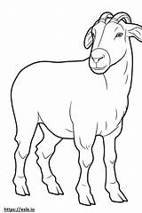 Boer Goat Baby coloring Page sketch template