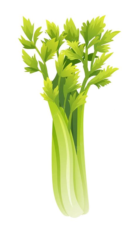 Premium Vector | Celery vector illustration Fresh vegetable isolated on white background