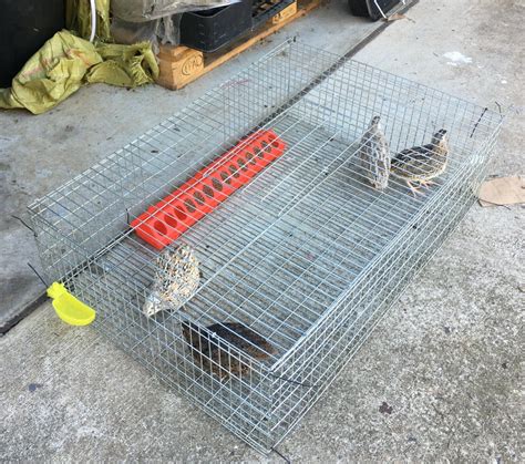 Cages for Quail farming – Madee's Pet Supplies
