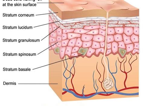 Epidermis Layers