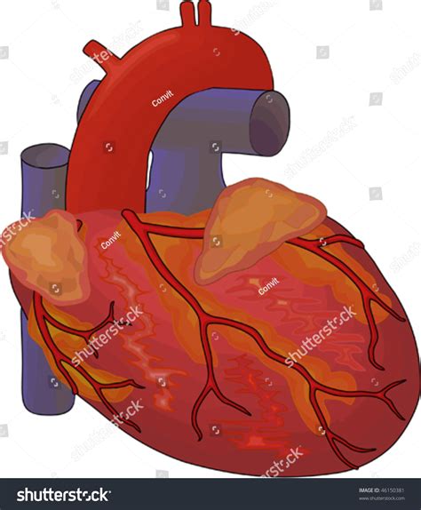 Human Heart Diagram Stock Vector Illustration 46150381 : Shutterstock