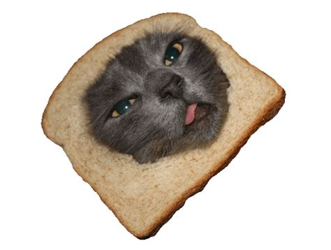 cat breading transparent gif | WiffleGif