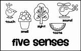 5 Senses Coloring Pages Sketch Page sketch template