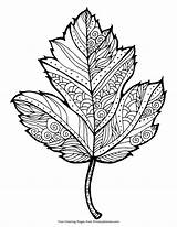 Japanese Maple Tree Coloring Pages sketch template