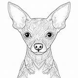 Miniature Pinscher Puppy Coloring Page🍷 Aproveite O Bônus De 1xbet Na  sketch template