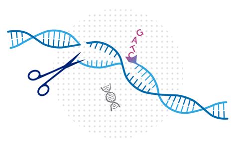 CRISPR gene editing carries a potential risk, study finds - Boston ...