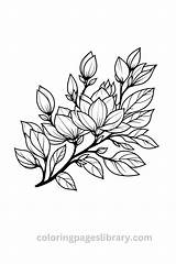 Free Printable Magnolia Coloring Pages For Kids sketch template