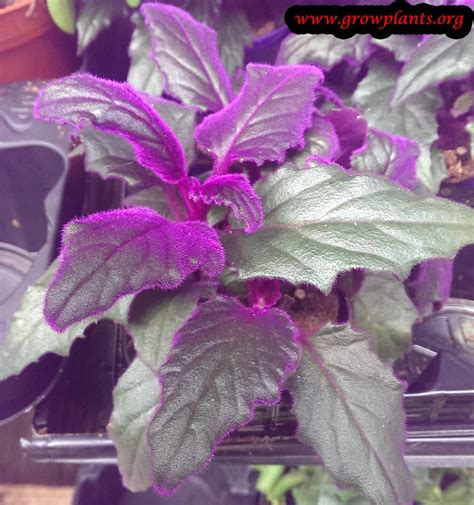 Purple passion plant - How to grow & care