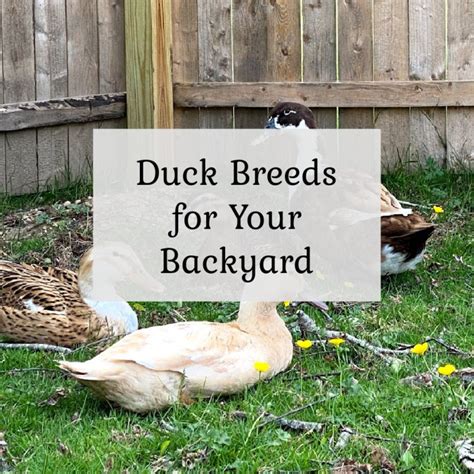 Great Backyard Duck Breeds - The Cape Coop