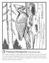 Pileated Woodpecker Coloring Page  ColoringBay sketch template