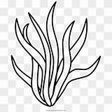Seaweed Coloring Page  Clipart Black And White HD Png sketch template