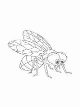 Fly coloring Pages sketch template
