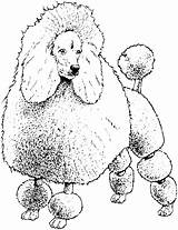 Dog Breed Coloring Pages Sketch Page sketch template