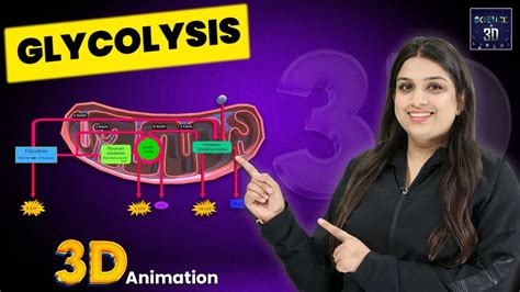 Glycolysis 3D Animation | Science in 3D - YouTube