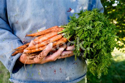 Organic Carrot Harvesting Stock Photo | Royalty-Free | FreeImages