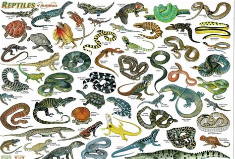 Reptiles of Australia - Laminated Postermat - A.B.C. Maps