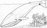 Free Whale Coloring Pages sketch template