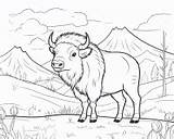 Free Printable Bison Coloring Pages For Kids Coloring sketch template