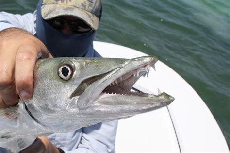 Snorkeling? What's Really Going on When a Barracuda Follows You ...