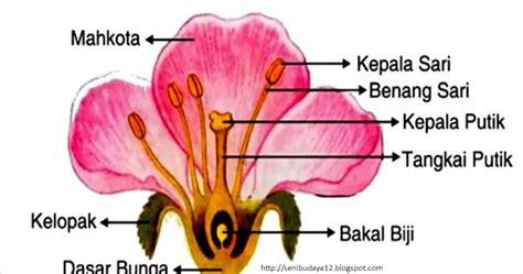 3 Fungsi Benang Sari Pada Bunga Beserta Gambar dan Bagian-bagiannya – Blog Mamikos