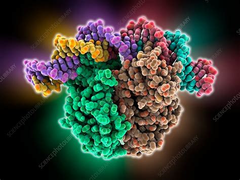 Gene activator protein - Stock Image - C013/9650 - Science Photo Library