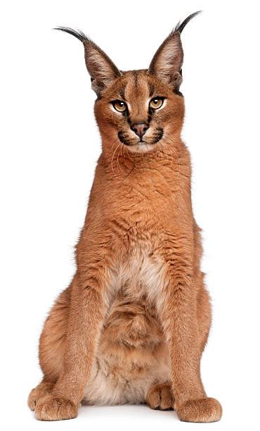 Royalty Free Caracal Pictures, Images and Stock Photos - iStock