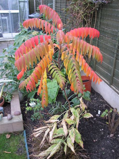 30 FLAMELEAF SUMAC TREE Shining Dwarf Winged Rhus Schmaltzia - Etsy