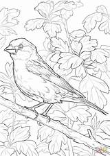 Purple Finch coloring Page  Free Printable Coloring Pages sketch template