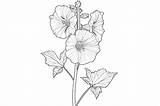 Hollyhock Adults Coloring Page Graphic By Forhadx5 · Creative Fabrica sketch template