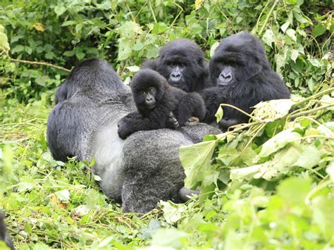 DR Congo approves oil drilling in Unesco World Heritage Sites that home ...