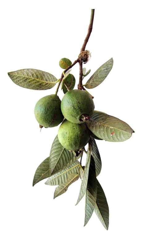 Bayabas / Psidium guajava / GUAVA / Fan shi liu: Herbal Medicinal ...