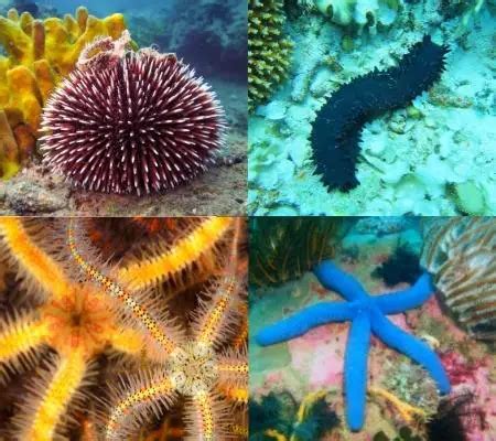 Decomposers In The Ocean? (Top 5 Examples Explained!) – Outlife Expert