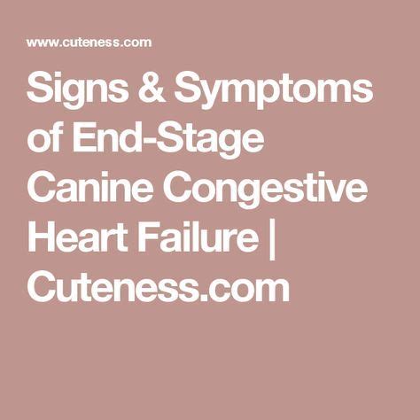 Signs & Symptoms of End-Stage Canine Congestive Heart Failure | Cuteness.com | Congestive heart ...