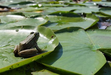 Ohio Birds and Biodiversity: Frog, on lilypad