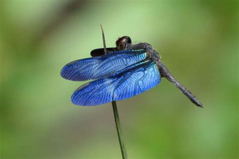 Dragonflies: Blue wings disappear against water | New Scientist