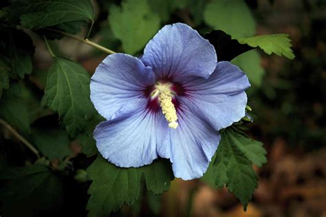 12 Rose of Sharon Varieties for Your Landscape