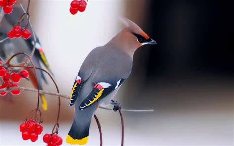 Bohemian waxwing: habitat, characteristics and reproduction