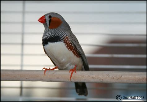 8 Pet Birds With Short Life Spans (Under 20 Years) - PetHelpful