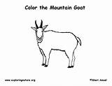 Mountain Goat Coloring Page sketch template