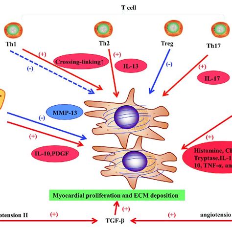 (PDF) Current Understanding of the Pathophysiology of Myocardial Fibrosis and Its Quantitative ...