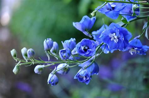 larkspur, Blue, Flowers - Flowers wallpapers: 2048x1360