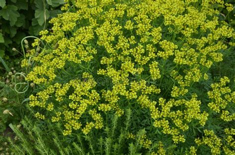 Blooming Ruta Graveolens in Garden Stock Photo - Image of grace, honey ...