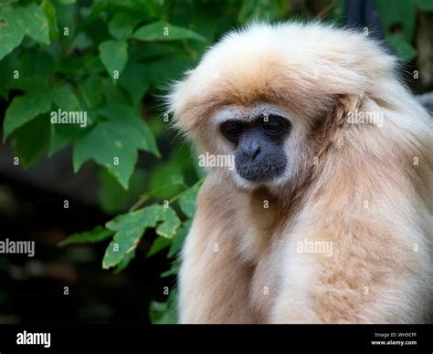 Lar gibbon a portrait Stock Photo - Alamy