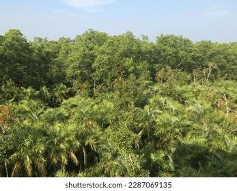 Beautiful Trees Sundarban Mangrove Forest Stock Photo 2287069135 ...