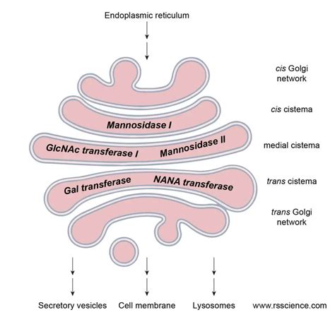 Golgi Apparatus Function – the Post Office inside the Cells - Rs' Science