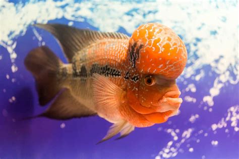 Flowerhorn Cichlid: The Ultimate Care Sheet – Pets For Children