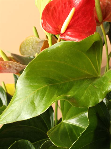 3-5 FT Red Anthurium – Dahing Plants