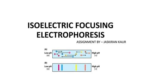 Isoelectric focusing electrophoresis- Principle , procedure and ...