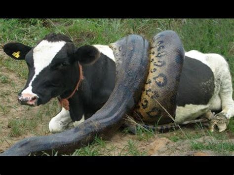 Anaconda Eating Cow Alive - All About Cow Photos